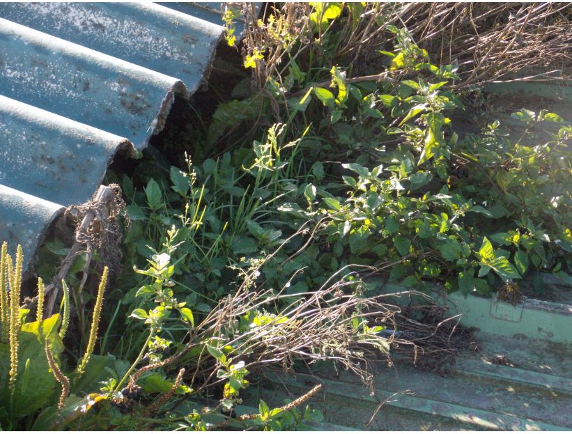 La végétation a proliféré pendant des années en toute quiétude.