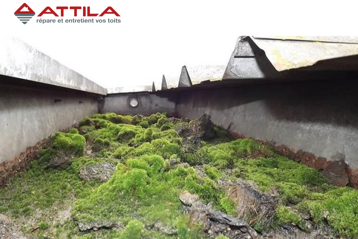 Invasion-végétaux-toiture