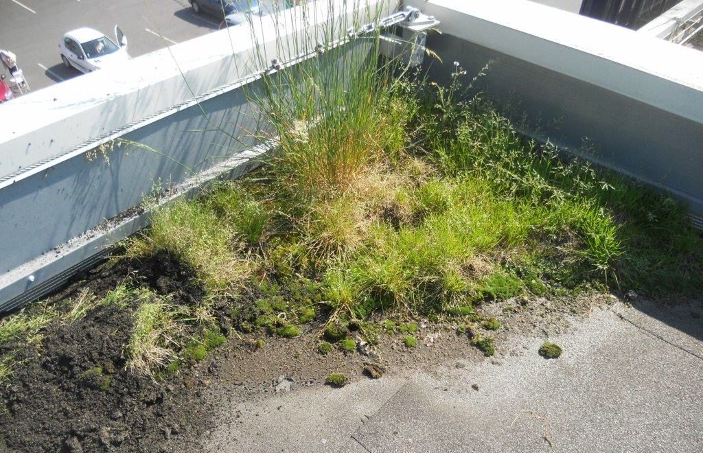 Invasion-de-mousse-sur-votre-toiture-industrielle-en-Seine-et-Marne