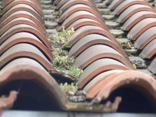 VOTRE-TOIT-RESSEMBLE-A-UN-JARDIN