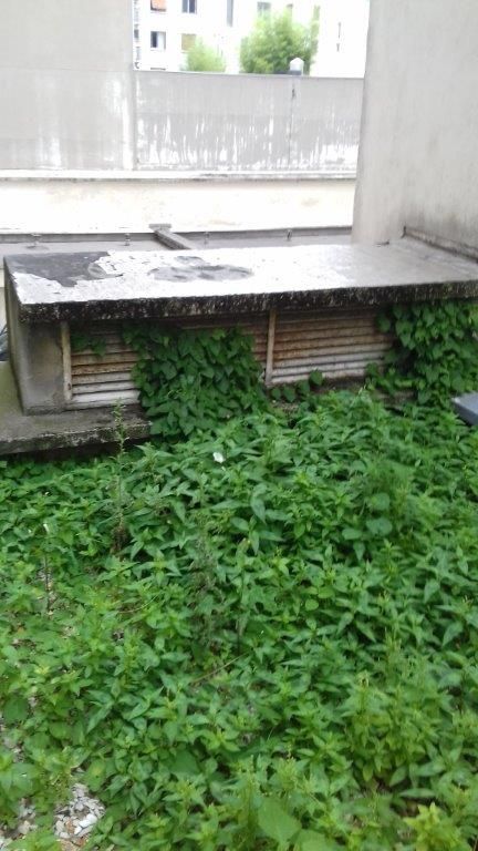 Invasion-végétaux-toit-terrasse-Seine-et-Marne-77