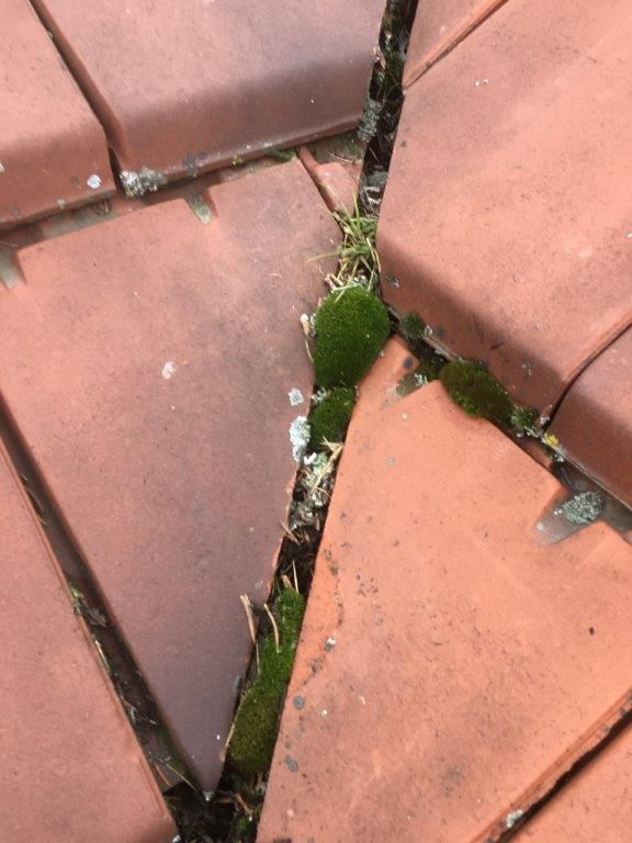 Mousse-sur-toiture-traditionnelle-Pontault-Combault-77