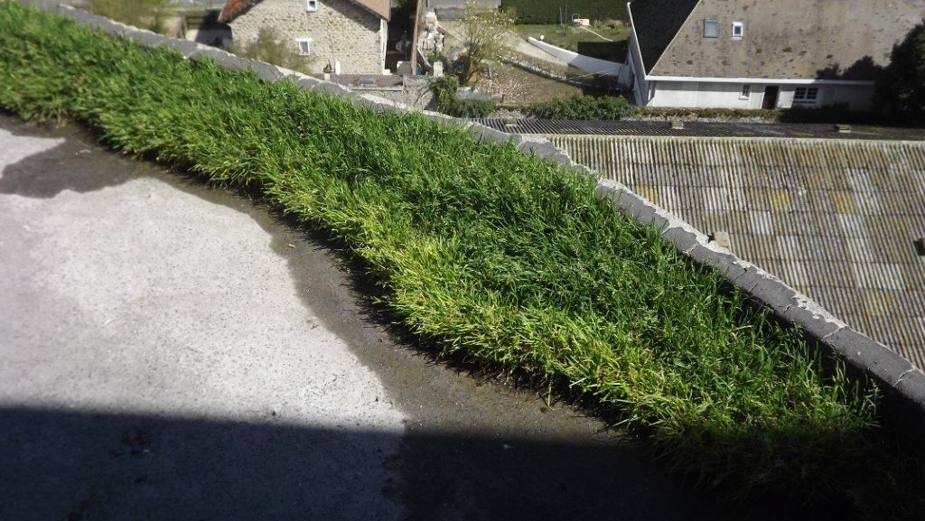 Invasion-d'herbe-toiture-industrielle-Ozoir-la-Ferriere-77