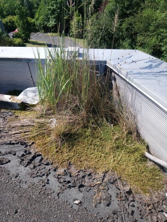 Invasion-végétaux-toit-industriel-Seine-et-Marne-77