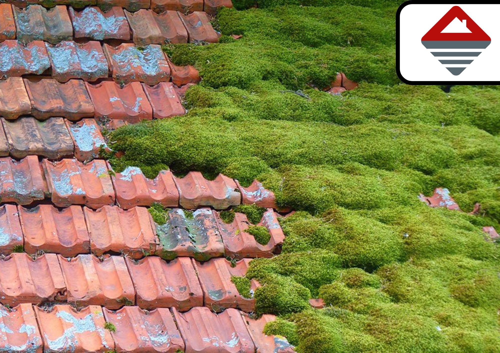 démoussage toiture en seine et marne