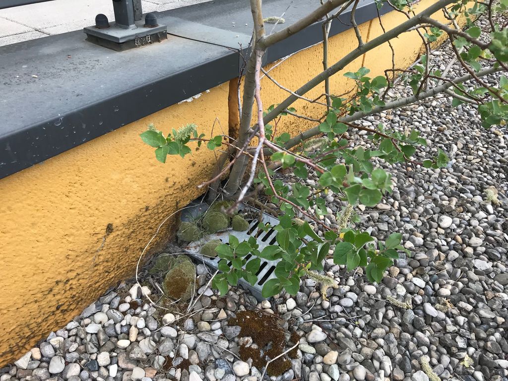 Que se passe-t-il sur les toits?