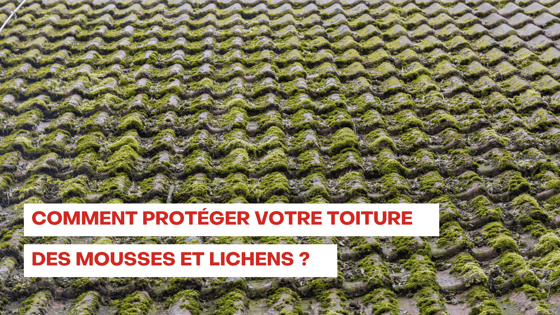 protéger votre toiture des mousses et lichens