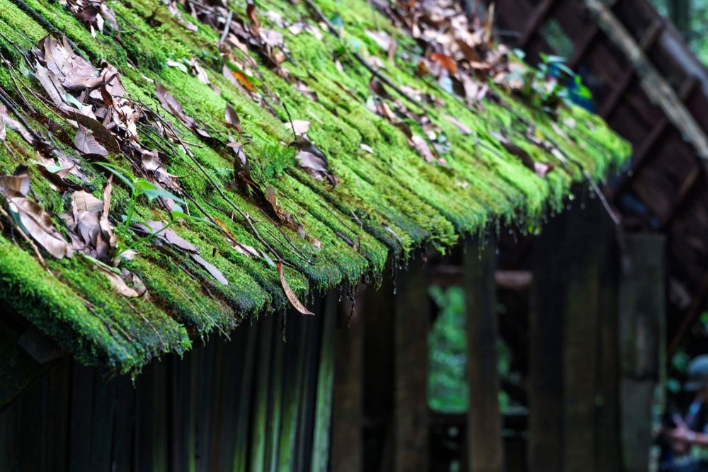 Mousse en toiture Toulouse Nord