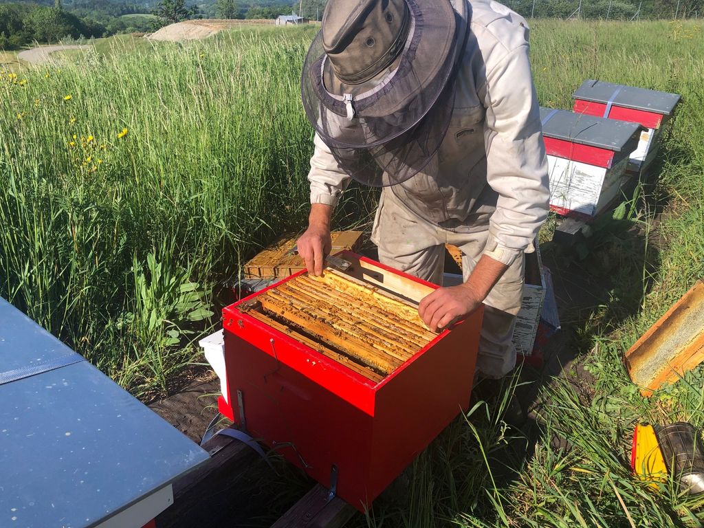 La ruche Attila Villefranche