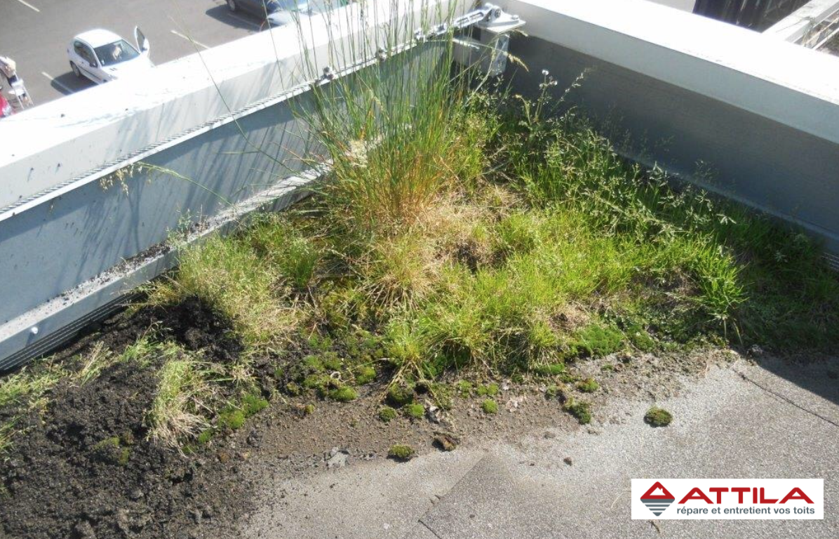 Végétaux-en-toiture